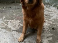 Golden Retriever Erkek