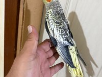 EVLERE MASKOT 50 GÜNLÜK SULTAN BEBEK
