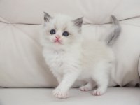 Full şecereli ragdoll yavru kediler