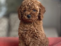 Safkan Irk Ve Sağlık Garantili Toy Poodle