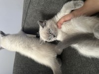 Blue point british shorthair bebekler