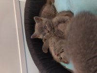 British shorthair dik kulak
