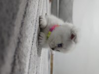 Scottish Fold Point