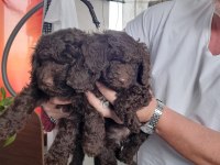 Sahibinden Poodle Yavruları