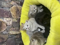 Rengarenk yavrular British gold shorthair