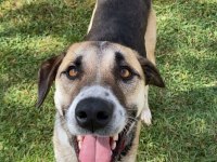 Köpeğimiz Fındıka Sevgi Dolu Bir Yuva Arıyoruz