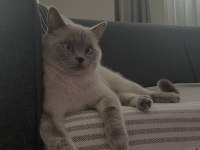 2 yaşında british shorthair dişi kedimiz