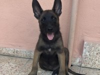 A Kalite Erkek Ve Dişi Belçika Malinois