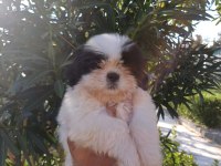 Shih tzu güzeldir iyidir