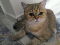 Kedilerimizi Acil Sahiplendiriyoruz