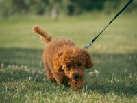 Ücretsiz Sahiplendirme Toy Poodle Yavruları