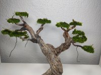 Akvaryum Dekoru Moss Ağacı