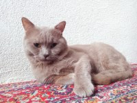 British lilac erkek