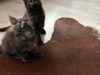 KOLEKSİYONLUK BLACK SMOKE MAİNE COON NADIR RENK