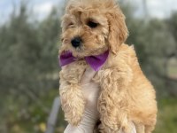 Orijinal dişi brown toy poodle