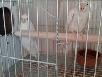 Albino takım sultan papağanı