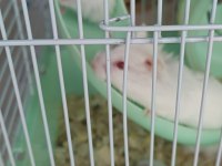 ALBİNO HAMSTER YAVRULARI