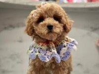 F1 KALİTE MALTİPOO BEBEKLERİM