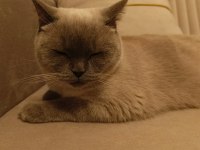 British shorthair çipi ve pasaportu vardır