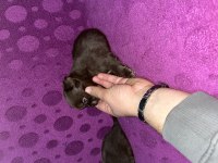 Orjinal ırk garantili 4 adet dişi longhair chihuahua