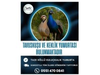 TAVUSKUŞU VE KEKLİK YUMURTASI