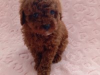 BİRBİRİNDEN GÜZEL EV ÜRETİMİ POODLE BEBEKLERİMİZ