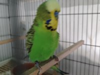 Jumbo takım muhabbet kuşu