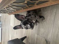 Fransız buldog