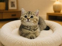 Orijinal British Shorthair Golden Black