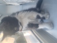 Tekir kedi