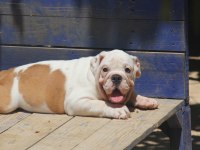 ŞİŞKO BULLDOG ÇOCUK