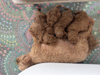 Toy Poodle Bebek Yavrularım