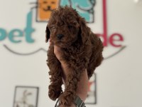 Petmode köpek çiftliğinde ziyarete açık toy poodle