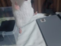 Albino eş hamster