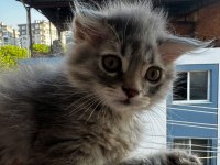 2 aylık british longhair bebeklerimiz