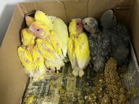 El Besleme Sevda Papağanı Bebekler