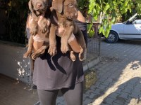 Üst kalite labrador yavrularım