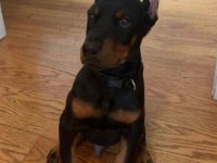 İsteğe Özel Estetik Doberman