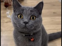 British shorthair kedisi