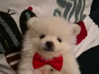 Belgeli Aşılı Pomeranian Yavruları