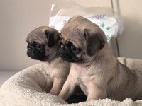 A Kalite Mini Boy Sıfır Burun Pug Mops Yavrular