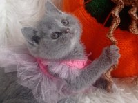 Sahiplendirme british shorthair