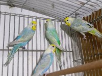 Rainbow muhabbet kuşları takımları