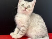 34 YILLIK CANPETTE BRİTİSH SHORTHAİR YAVRULARI SİLVER