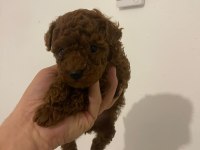 Erkek - Dişi Toy Poodle Yavrular