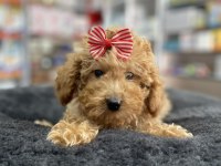 Mini -Teacup Poodle
