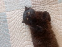 Çok uysal minik yavru british longhair