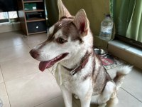 ACİL ÜCRETSİZ SAHİPLENDİRME HUSKY