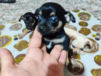 Sıfır boy orjinal saf kan PINSCHER yavrularımız