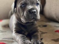 DEV CANE CORSO İTALİANO YAVRULARI